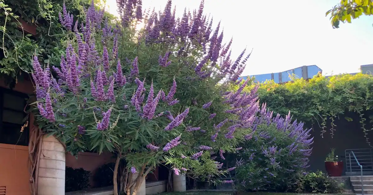 Chasteberry Vitex for Fertility